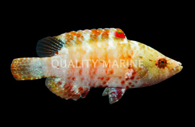 Oriental Maori Wrasse