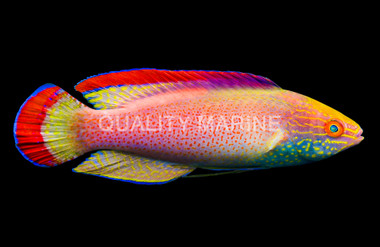 Pink Margin Fairy Wrasse, Male