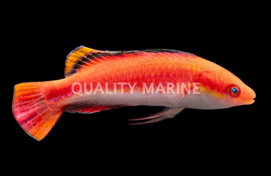 Conde's Fairy Wrasse, Male