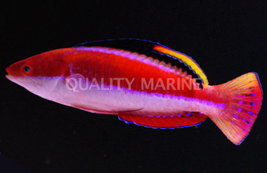 Conde's Fairy Wrasse, Male
