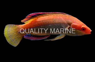 Peacock Fairy Wrasse, Male