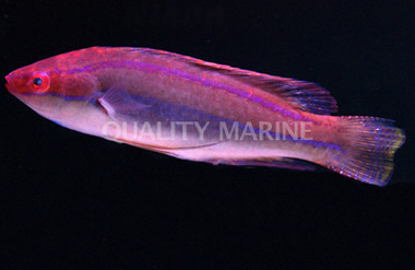 Peacock Fairy Wrasse
