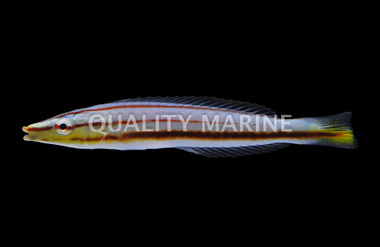 Pastel Ring Wrasse, Juvenile