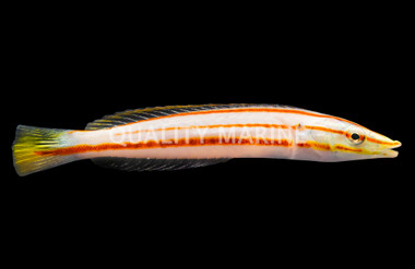 Pastel Ring Wrasse, Juvenile