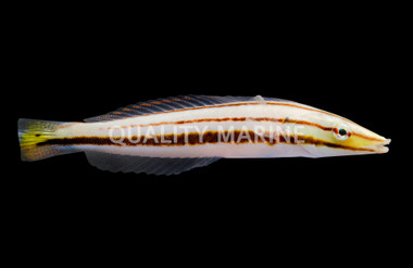Pastel Ring Wrasse, Juvenile