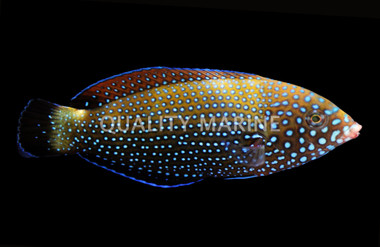 Blue Spotted Tamarin Wrasse