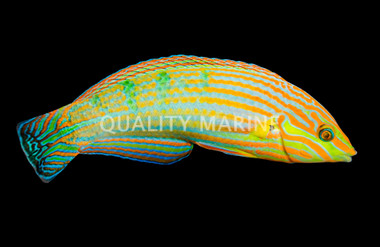 Melanurus Wrasse, Male