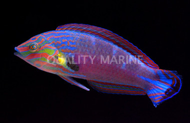 Melanurus Wrasse, Male