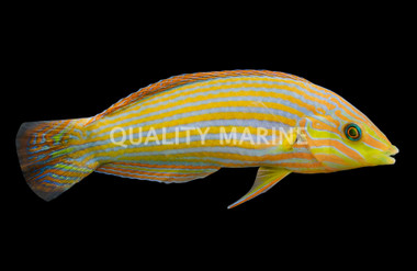 Melanurus Wrasse, Male