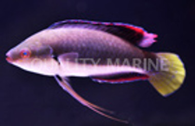 Fine Spotted Fairy Wrasse, Male