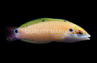 Earmuff Wrasse 