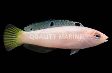 Earmuff Wrasse 