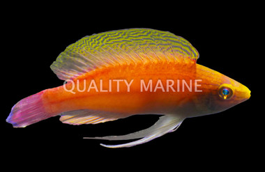 Blue Margin Fairy Wrasse, Male