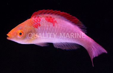 Red Fin Fairy Wrasse, Male