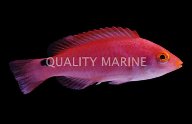 Red Fin Fairy Wrasse, Female