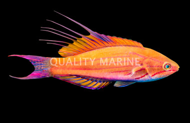 Filamented Flasher Wrasse