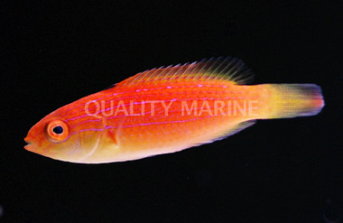 Hooded Fairy Wrasse, Female