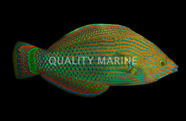 Dusky Wrasse
