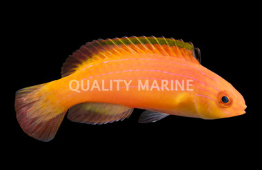 Nahacky's Fairy Wrasse