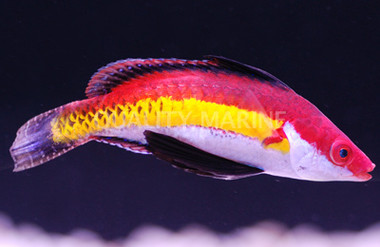 Naoko's Fairy Wrasse, Male