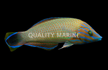 Grayhead Wrasse