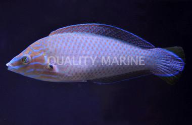 Grayhead Wrasse