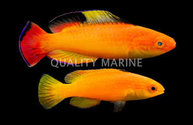 Nahacky's Fairy Wrasse, Pair