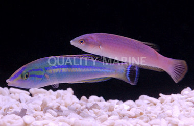Pencil Wrasse, Pair