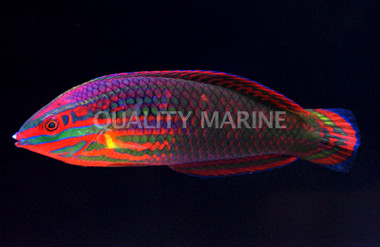 Red Lined Wrasse, Adult