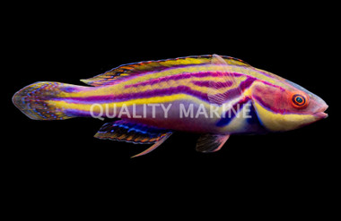 Laboute's Fairy Wrasse, Male