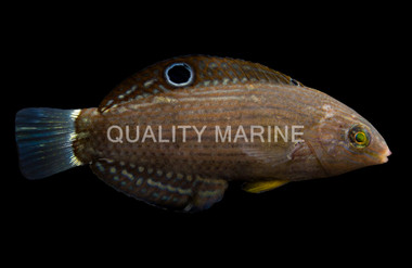 Dusky Margined Wrasse, Juvenile