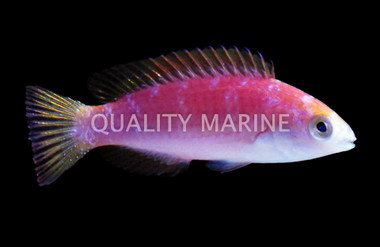 Johnsoni Fairy Wrasse