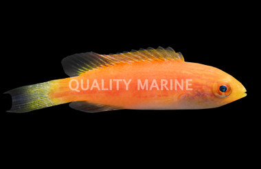 Johnsoni Fairy Wrasse