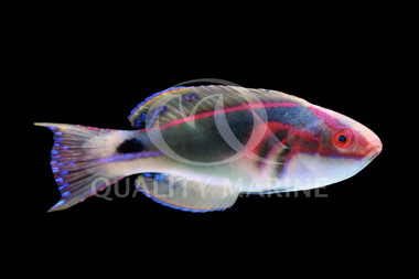 Exquisite Fairy Wrassse, Male