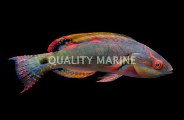 Exquisite Fairy Wrassse, Male