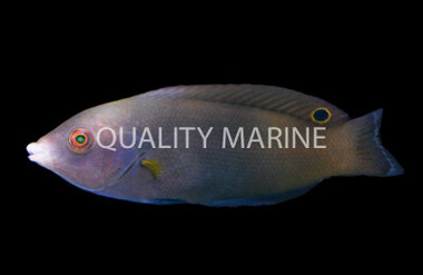 Geographic Wrasse