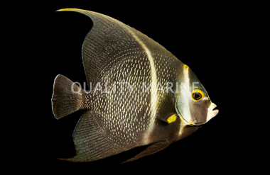 French Angelfish