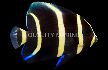 Gray Angelfish, Juvenile