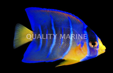 Queen Angelfish, Juvenile 