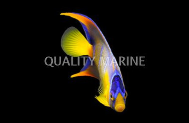 Queen Angelfish, Juvenile 