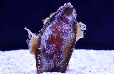 Egg Capsule, Chiloscyllium :: 29002