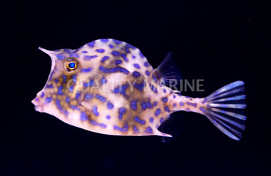 Scrawled Cowfish