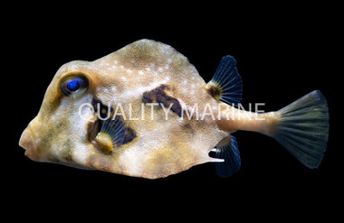 Buffalo Trunkfish