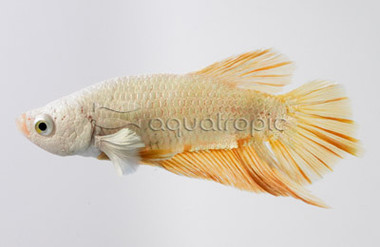 Male Dragon Snow White Yellow :: 10823