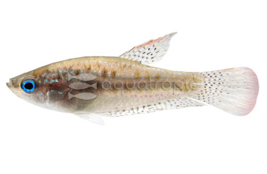 Sparkling Gourami :: 13337