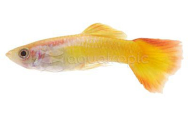 Tequila Sunrise Male Guppy :: 15287
