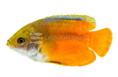 Dwarf Flame Gourami, Male :: 15652