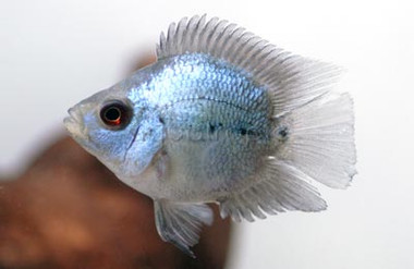 その他 Flower Horn Flowerhorn Zen Zhu (Grade A) - Quality Marine