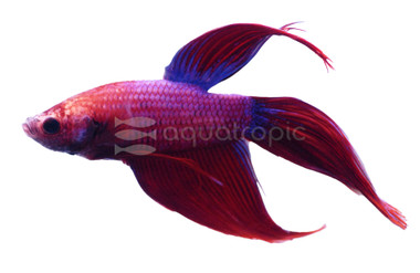Cambodian Betta, Male :: 16593