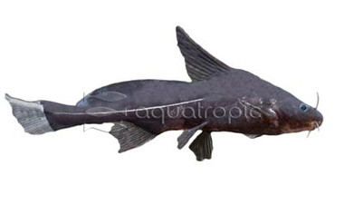 Black Lancer :: 17111